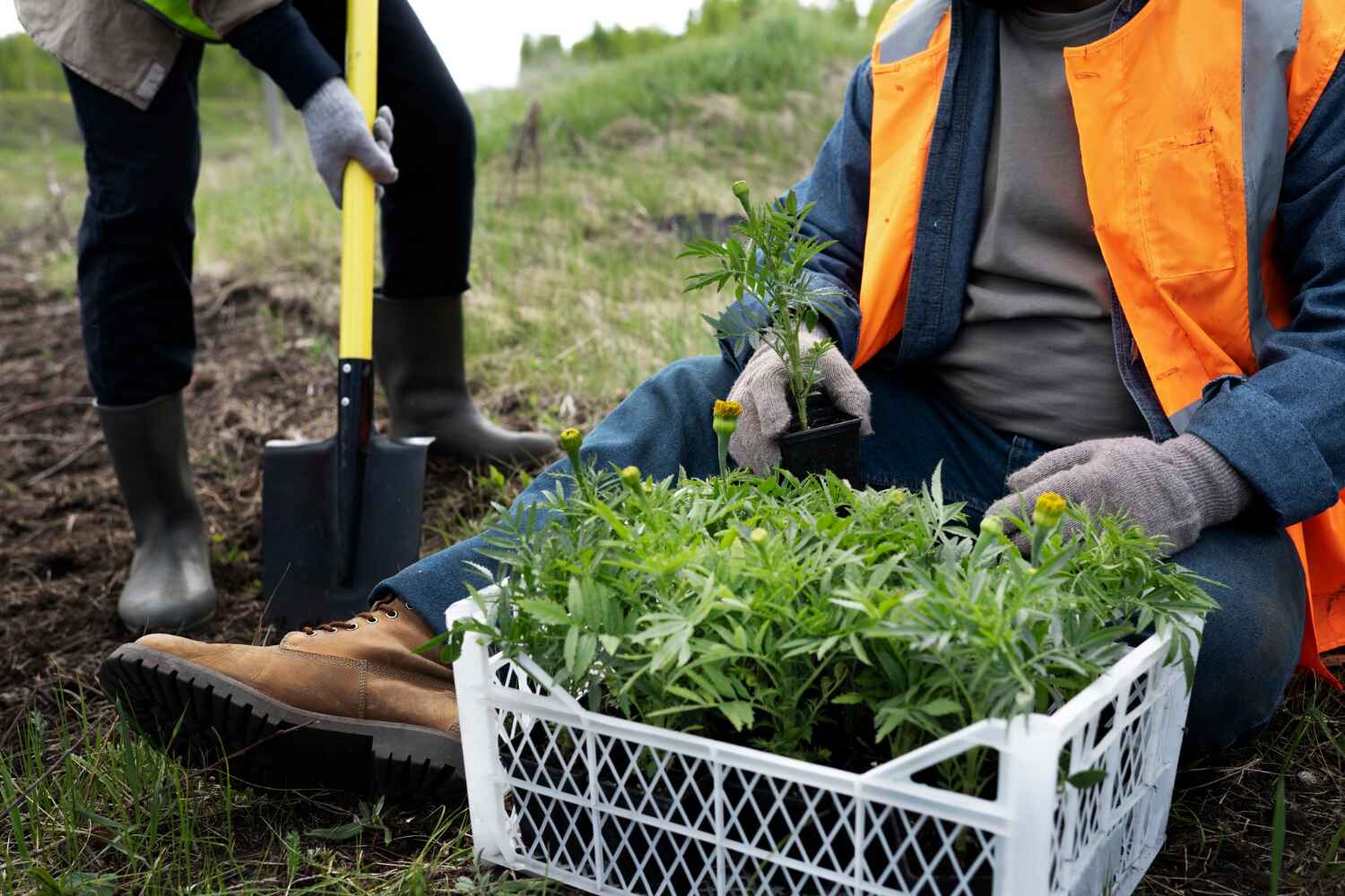 The Steps Involved in Our Tree Care Process in Evart, MI